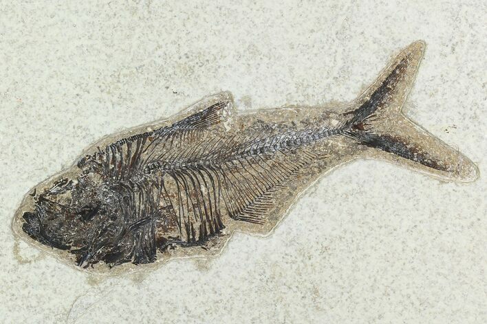 6.2" Fossil Fish (Diplomystus) - Green River Formation